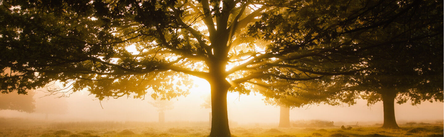 ส่วนบนสุดของเว็บไซต์